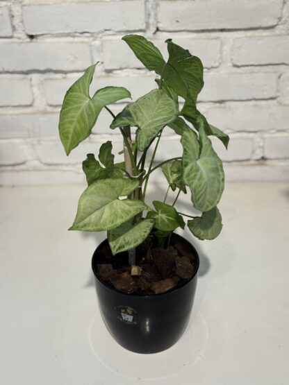 Combo - Syngonium + Maceta Premium