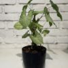 Combo - Syngonium + Maceta Premium - Image 2