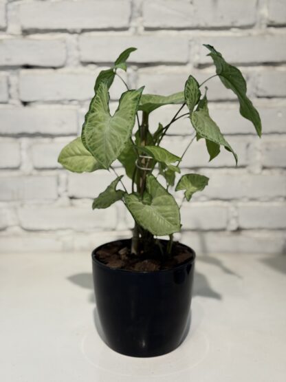 Combo - Syngonium + Maceta Premium - Image 2