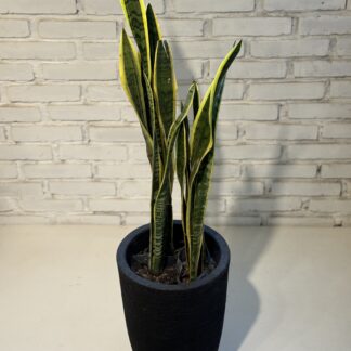 Combo - Sansiveria + Maceta de Rotomoldeo Inca