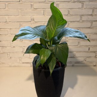 Combo - Spatyfillium + Maceta Rotomoldeada Inca