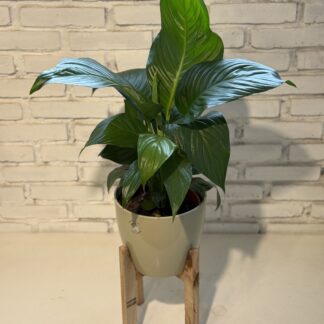 Combo - Spatyfillium + Maceta Premium + Pie Nordico