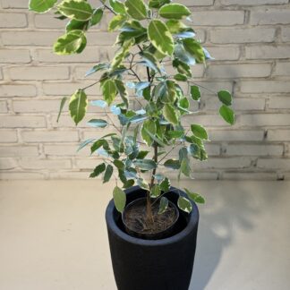 Combo - Ficus Variegado + Maceta Rotomoldeada Inca
