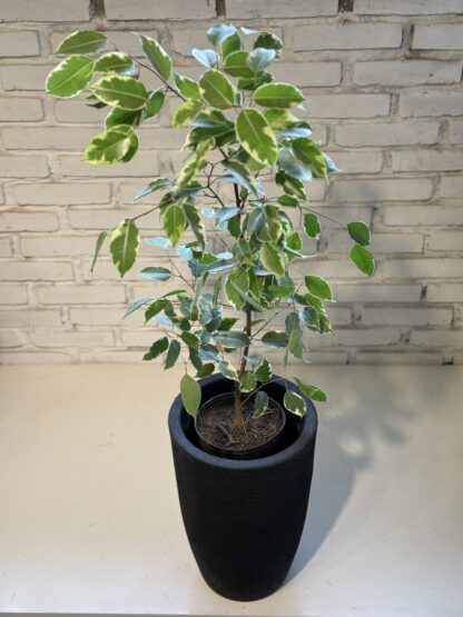 Combo - Ficus Variegado + Maceta Rotomoldeada Inca