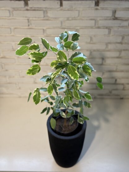 Combo - Ficus Variegado + Maceta Rotomoldeada Inca - Image 2