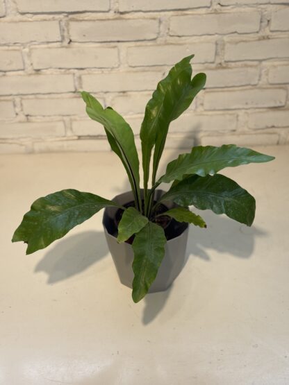 Combo - Asplenium + Maceta Facetada