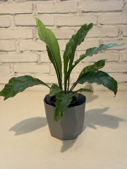 Combo - Asplenium + Maceta Facetada - Image 2