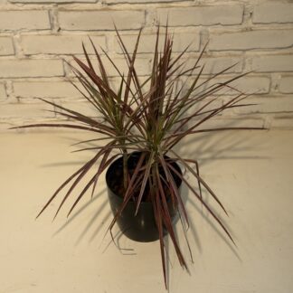 Combo - Margianta tricolor + Maceta premium