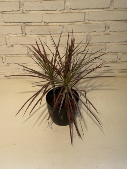 Combo - Margianta tricolor + Maceta premium