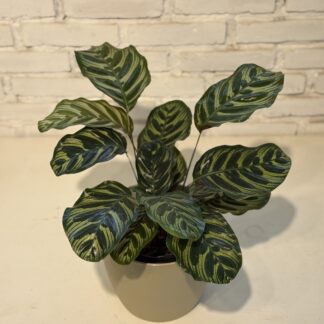 Combo - Macoyana + Maceta Paris