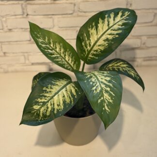 Combo - Diefembachia Tropic + Maceta paris