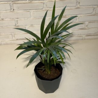 Combo - Palmito + Maceta Facetada