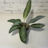 Combo - Aglaonema con maceta Paris