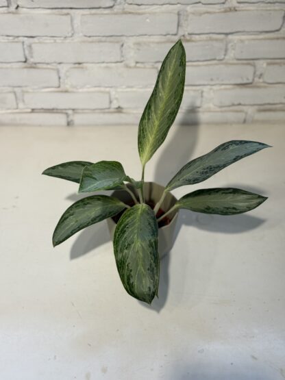 Combo - Aglaonema con maceta Paris