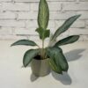 Combo - Aglaonema con maceta Paris - Image 2