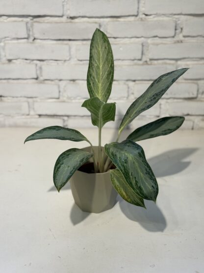 Combo - Aglaonema con maceta Paris - Image 2