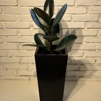 Combo  Maceta Rotomoldeo Piramidal + Gomero Clasico