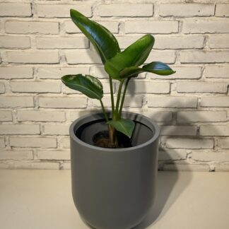 Combo - Maceta Rotomoldeada Tartagal + Strealitzia nicolai