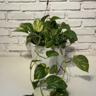 Combo - Maceta Premium + Potus XXL