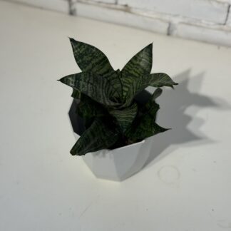 Combo - Maceta Facetada + Sansiveria enana