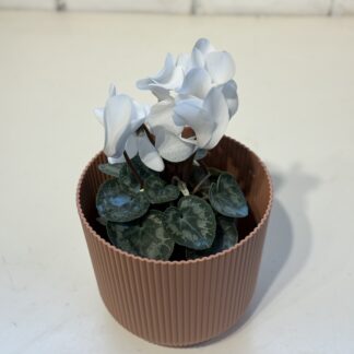 Combo - Maceta Milan + Cyclamen