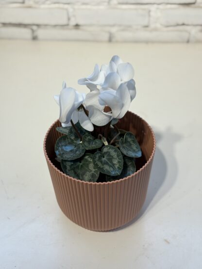 Combo - Maceta Milan + Cyclamen
