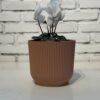 Combo - Maceta Milan + Cyclamen - Image 2