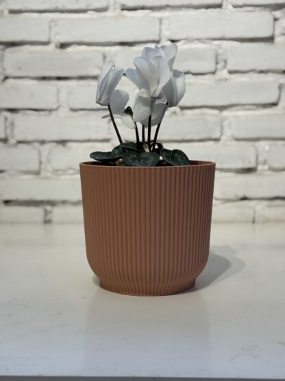 Combo - Maceta Milan + Cyclamen - Image 2
