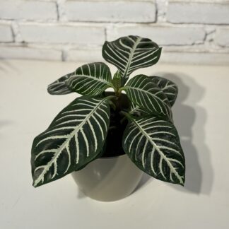 Combo - Maceta Premium + Aphelandra