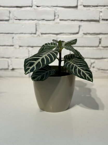Combo - Maceta Premium + Aphelandra - Image 2