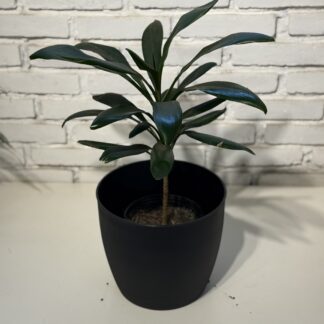 Combo - Maceta Paris + Robusta