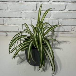 Combo - Maceta Facetada + Lazo de Amor