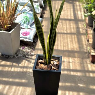 Combo - Sansiveria + Maceta Piramidal Rotomoldeada