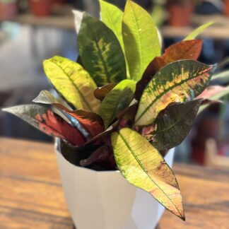 Combo - Crotón Monalisa + Maceta Facetada