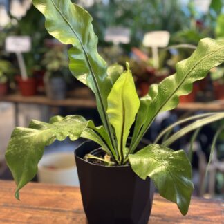 Combo - Asplenium+ Maceta Facetada