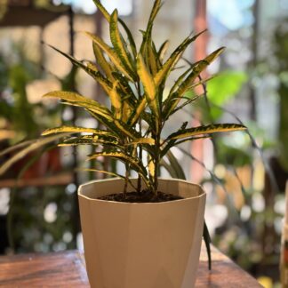 Combo - Crotón Fideo+ Maceta Facetada N16