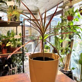 Combo - Marginata Tricolor + Facetada