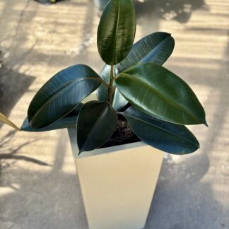 Combo - Maceta Rotomoldeo Piramidal + Gomero Clasico