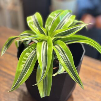 Combo - Maceta Facetada + Warneki