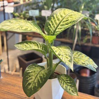 Combo - Diefembachia Tropic + Maceta Facetada