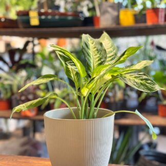 Combo - Diefembachia Mariana + Maceta Paris