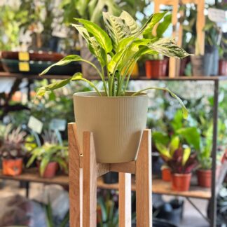 Combo - Diefembachia Mariana + Maceta Paris + Pie Nórdico