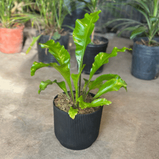 Combo - Asplenium + Maceta Milan