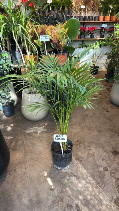 Areca Mediana 7lts - Image 2