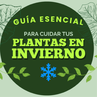 Guía practica sobre el cuidado de plantas en invierno