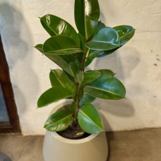 Combo - Gomero Clasico + Maceta Rotomoldeada Misionera