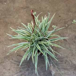 Chlorophytum - Lazo de amor