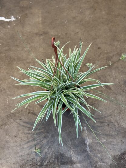Chlorophytum - Lazo de amor