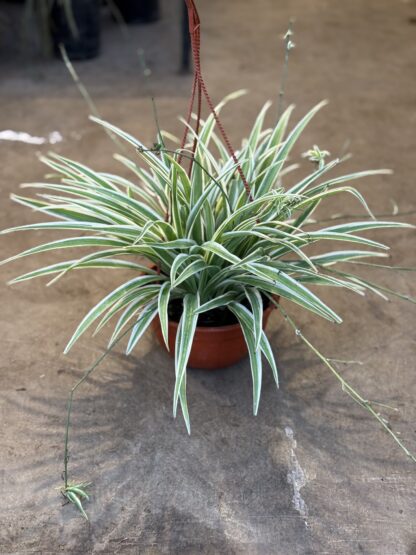 Chlorophytum - Lazo de amor - Image 2