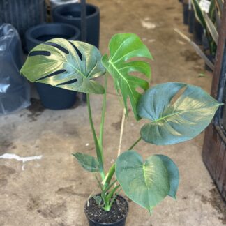 Monstera Mediana
